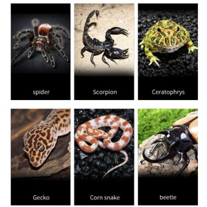 Repti-Zoo Terrarium z akrylu 10x8x6 cm