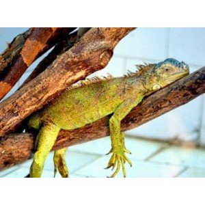 EXO TERRA Podczerwona żarówka grzewcza 50W