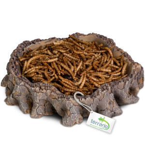 Terrario Root Bowl – Miska do Terrarium 16x16x4 cm