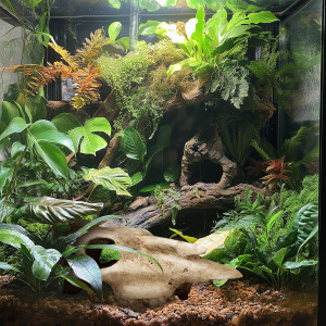 Terrario Buffalo Skull - czaszka bizona do terrarium 21x12x8 cm