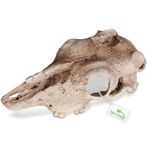 Terrario Buffalo Skull - czaszka bizona do terrarium 21x12x8 cm