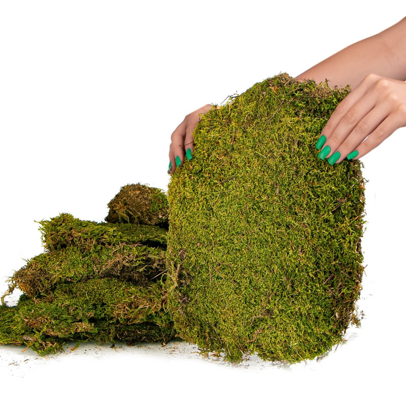 Terrario Shadow Forest Moss - mech naturalny 35x28cm, 100% naturalny, niebarwiony.