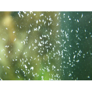 Femanga Wurzel Aktiv 250 ml - preparat na ślimaki w akwarium