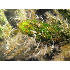 Femanga Wurzel Aktiv 250 ml - preparat na ślimaki w akwarium