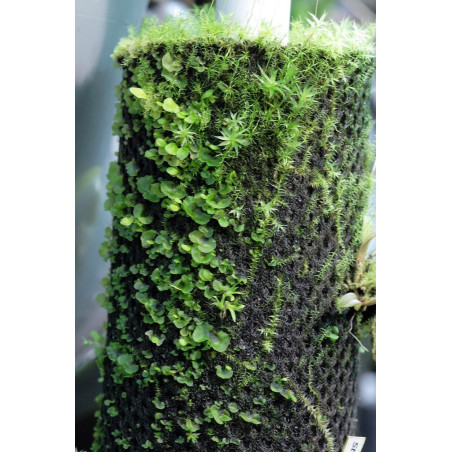 Wacool Rainforest Plant Cotton 290x290mm - hydrolon