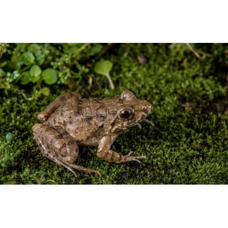Komodo Habitat Moss 100g - mech torfowiec