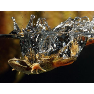 EXO TERRA Miska na wodę S (10x10x3cm)