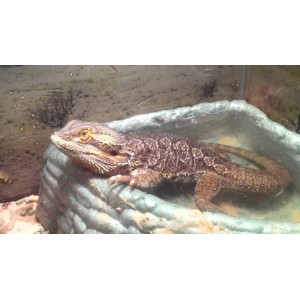 Repti-Zoo miska na wodę S 11x8x3cm