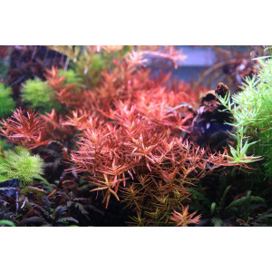 Neo Tabs Plant K - tabletki nawozowe potas