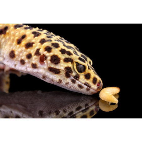 Repti-Zoo miska na pokarm S 11x9x3 cm