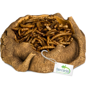 Terrario Rustic Wood Bowl – Miska do Terrarium 12x12x3,5 cm