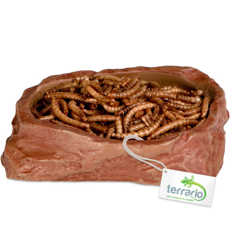 Terrario Natural Bowl M – Miska do Terrarium 11,5x9x3 cm