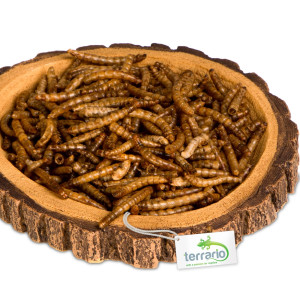 Terrario Tree Ring Bowl M – Miska do Terrarium 12x11x1,5 cm