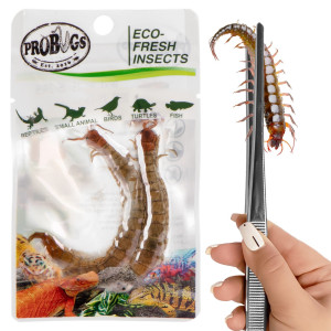 ProBugs Eco-Fresh Scolopendra Centipede 2pcs - świeże skolopendry