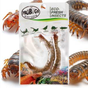 ProBugs Eco-Fresh Scolopendra Centipede 2pcs - świeże skolopendry