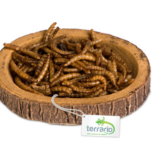 Terrario Tree Ring Bowl S – Miska do Terrarium 9,5x7,5x1 cm