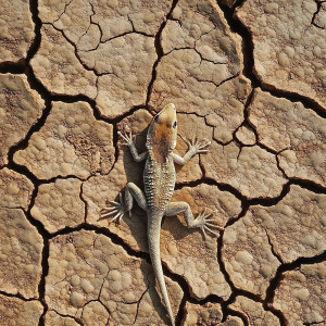 Aventerra Sweden LEOPARD Desert Brown 3kg - glina do terrarium