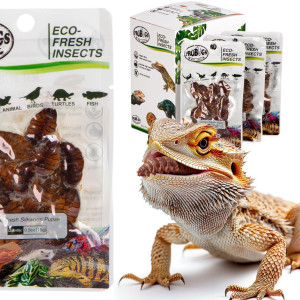 ProBugs Eco-Fresh Silkworm 15g - świeże larwy jedwabnika