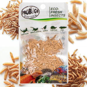 ProBugs Eco-Fresh Riceworm 15g - świeże larwy muchy