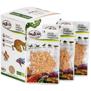 ProBugs Eco-Fresh Riceworm 15g - świeże larwy muchy