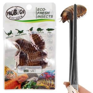 ProBugs Eco-Fresh Dubia Cockroach 5pcs - świeże karaczany argentyńskie