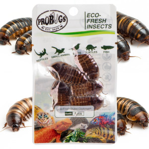 ProBugs Eco-Fresh Dubia Cockroach 5pcs - świeże karaczany argentyńskie