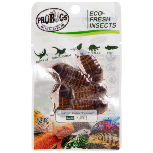 ProBugs Eco-Fresh Dubia Cockroach 5pcs - świeże karaczany argentyńskie