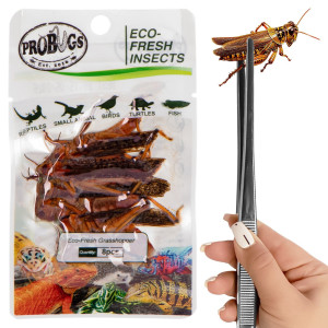 ProBugs Eco-Fresh Grasshopper 8pcs - świeże koniki polne