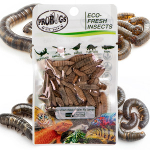 ProBugs Eco-Fresh Black Solider Fly Larvae 20g - świeże larwy muchy czarnej