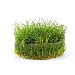 Eco Plant - Eleocharis Parvula - InVitro mały kubek