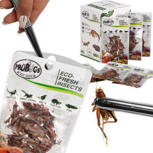 ProBugs Eco-Fresh Cricket 15 x 6g - świeże świerszcze 15 saszetek