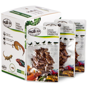 ProBugs Eco-Fresh Cricket 15 x 6g - świeże świerszcze 15 saszetek