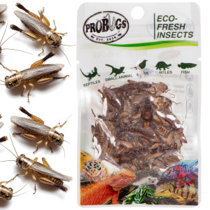 ProBugs Eco-Fresh Cricket 15 x 6g - świeże świerszcze 15 saszetek