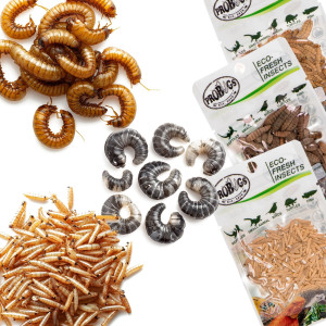 Probugs Small Gecko and Amphibians Set - zestaw dla małych gadów i płazów