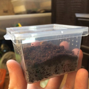 Terrario Insect Box Mini - terrarium dla owadów 6,5 x 6,5 x 4,5 cm