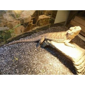 EXO TERRA Intense Basking Spot 25W (żarówka grzewcza)