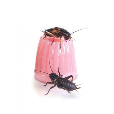 Komodo Jelly Pot Fruit Mix  Jar - miks owocowy w żelu 60szt.