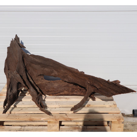 Malaysian Driftwood Giant XXXL - korzeń 150cm