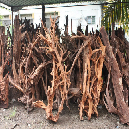 Malaysian Driftwood Giant XXXL - korzeń 150cm
