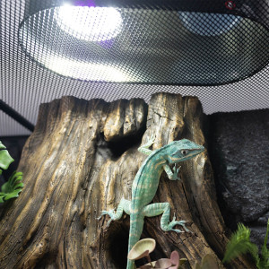 Repti-Zoo Desert and Tropical LED UVB - żarówka LED UVB do terrarium