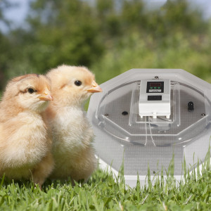 Kruger Meier ProLexor 60 - inkubator z termostatem na 60 jaj