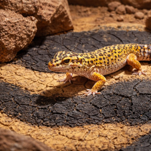 Terrario Goroth Orgor 1kg - czarna glina do terrarium pustynnego