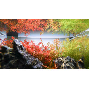 Neo Tabs Plant Tab - tabletki nawozowe