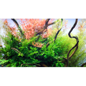 Neo Tabs Plant Tab - tabletki nawozowe