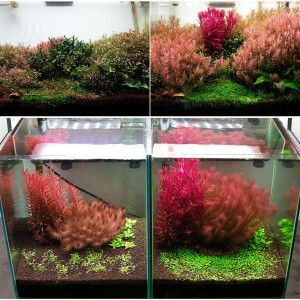 Neo Soil Plant No CO2 - podłoże do akwarium roślinnego 3l