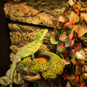 Repti-Zoo DF13 Tree Waterfall - wodospad fontanna dla gadów