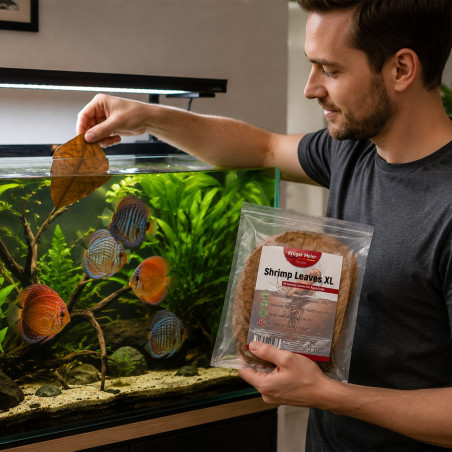 Kruger Meier Shrimp Leaves XL - liście ketapangu 5 sztuk