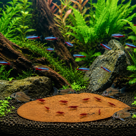 Kruger Meier Shrimp Leaves XL - liście ketapangu 20 sztuk