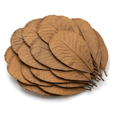 Kruger Meier Shrimp Leaves XL - liście ketapangu 15 sztuk