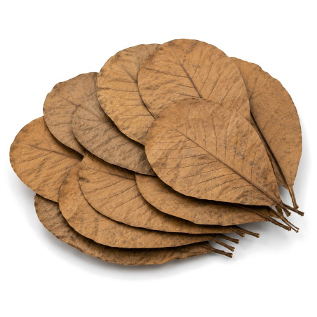 Kruger Meier Shrimp Leaves XL - liście ketapangu 10 sztuk